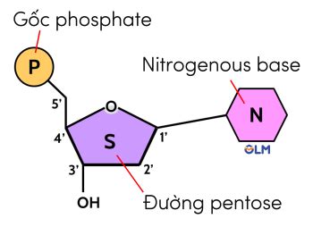 L Thuy T Nucleic Acid V Gene Khoa H C T Nhi N Ctst