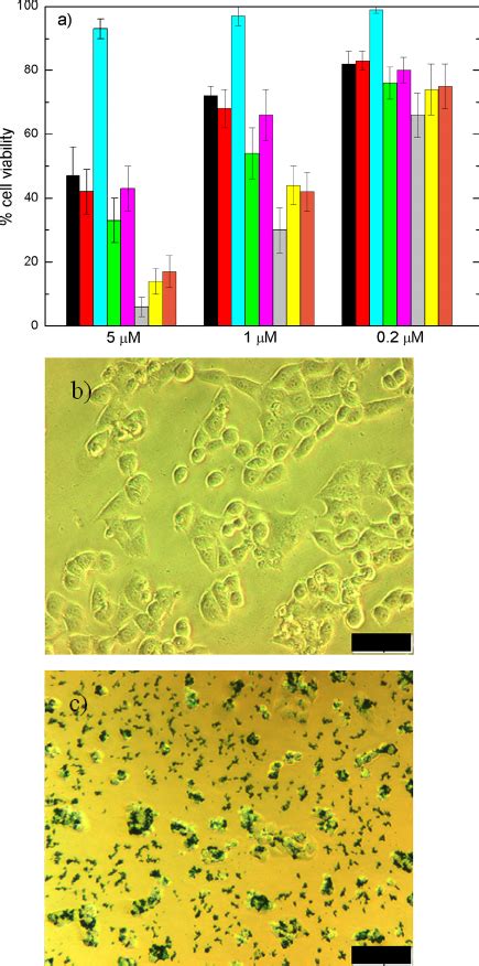 A Cell Viability Of Hela Cells After H Of Incubation In The