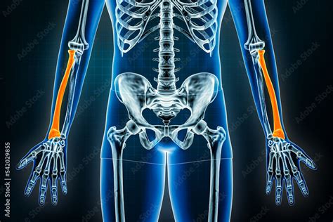 Radius Or Radial Bone X Ray Front Or Anterior View Osteology Of The