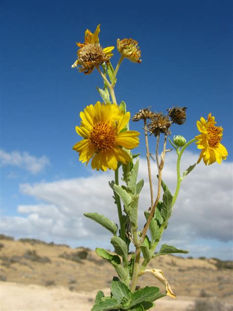 crownbeard from Mulegé B C S México on February 28 2018 at 09 58 AM