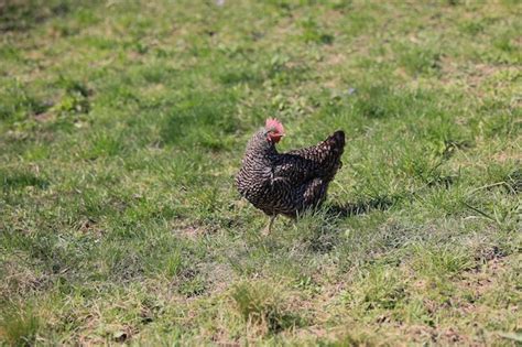 Premium Photo One Chicken In The Photo Free Range Chickens Pecking In