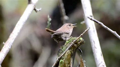 Birds Of The Pacific Northwest The Pacific Wren Youtube