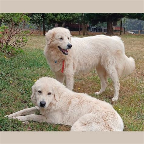 Lulu Harry Large Female Maremma Sheepdog Dog In Vic Petrescue