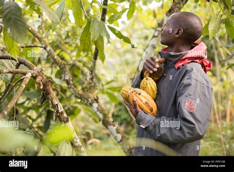 A worker harvests fresh cocoa bean pods from a plantation in Mukono ...