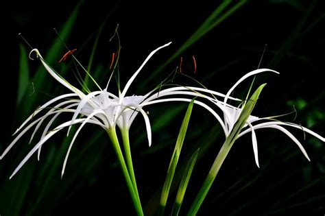 Spider Lily Flowers Plant White Free Photo On Pixabay Pixabay