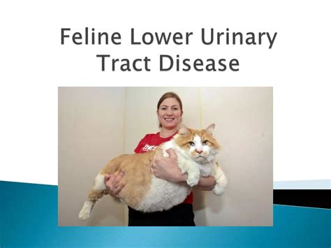 Feline Lower Urinary Tract Disease Ppt