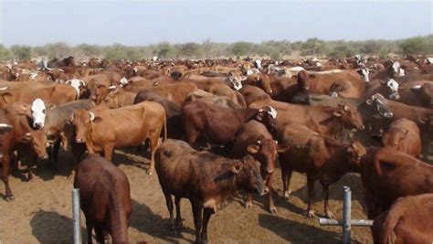 Sustainable Cattle Production In Northern Namibia