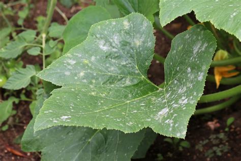 Types Of Powdery Mildew Resistant Squash Food Gardening Network