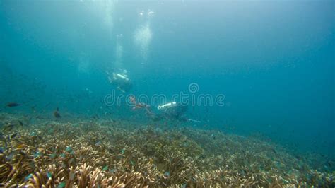 Fotograf A Subacu Tica Del Arrecife De Coral En Raja Ampat Indonesia