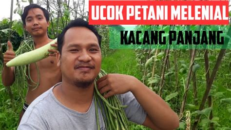 Pengambilan Kacang Panjang Untuk Di Jadikan Bibit Pertanian Nusantara