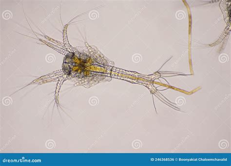 Closeup Zoea Stage Of Vannamei Shrimp In Light Microscope Shrimp