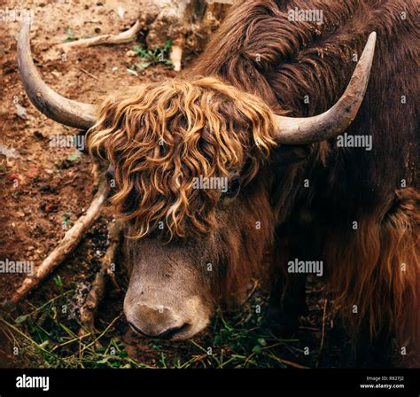 Big Yak With Long Brown Hair While Grazing Stock Photo 51 Off