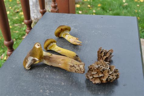 Two mushroom types I found in Northeast Michigan : r/mycology