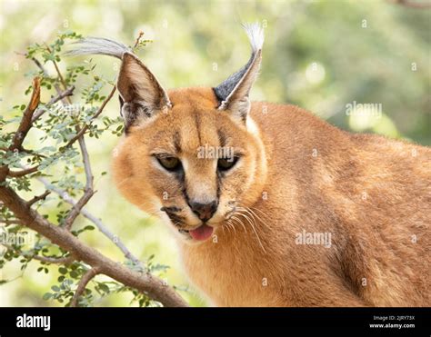 A Caracal Looking Back Stock Photo Alamy