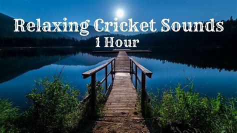 Relaxing Cricket Sounds One Hour Youtube