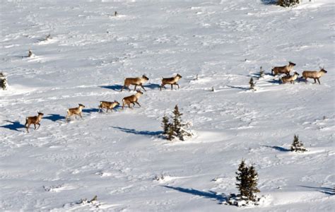 Boreal Caribou Protection And Recovery Plan Canadian Conservation And