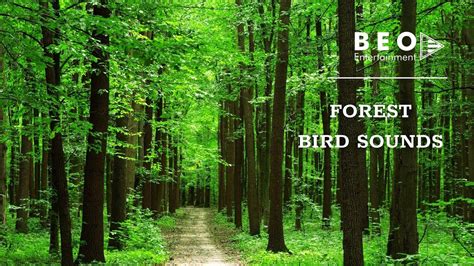 Piano Music Forest Sounds Birds Singing Relaxing Nature Sounds For