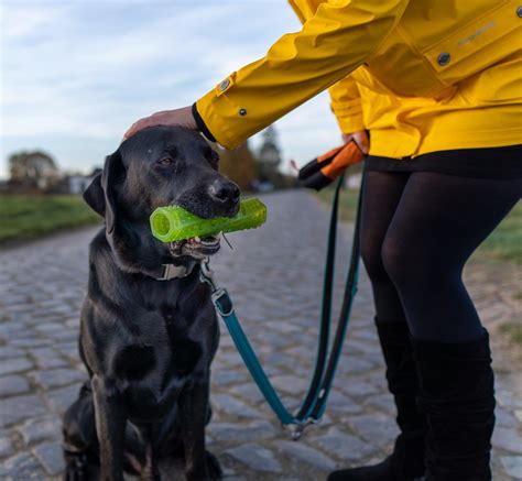 Dog Labrador Retriever Training - Free photo on Pixabay - Pixabay