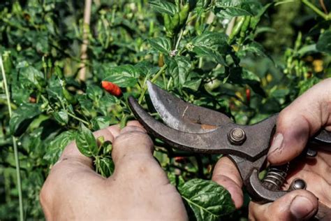 Comment Tailler Les Plants De Poivrons Pour Obtenir D Normes