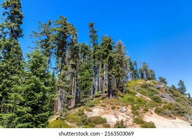 Giant Sequoia Sequoia National Park California Stock Photo