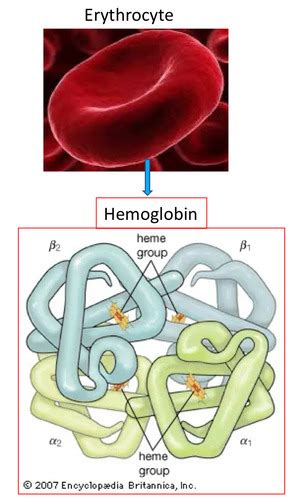 Clinpath Erythropoiesis And The Erythrogram Exam Flashcards Quizlet