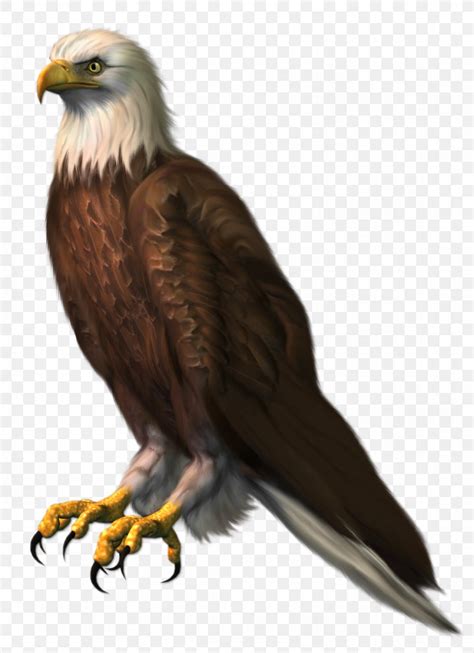 Bald Eagle Clip Art Png 963x1328px Bald Eagle Accipitridae