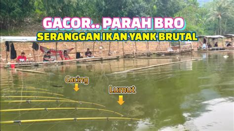 Asli Gacor Parah Jangan Sampai Salah Ngebandul Bro Ikannya Di Bawah