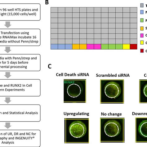 A Schematic Workflow Of The Primary Screen B High Throughput Sirna