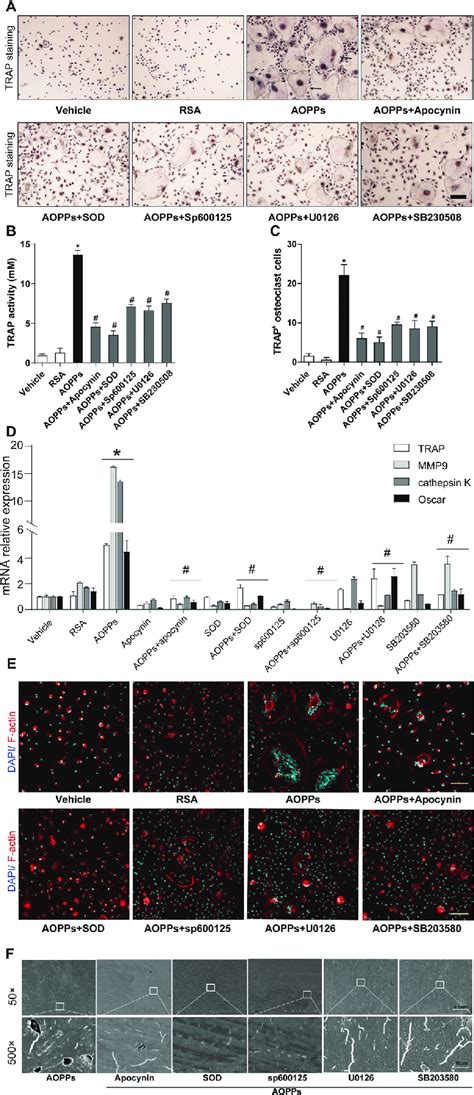 AOPPs Induced Osteoclastogenesis Through The NADPH Oxidase Mediated