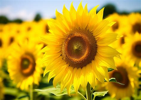 Bright Sunflowers Stand Out Of An Open Field Background Gyeongnam