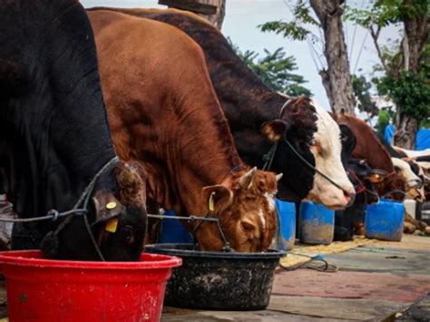 Penyakit Lato Lato Bisa Menjangkit Sapi Kurban Kenali Ciri Dan Infeksinya