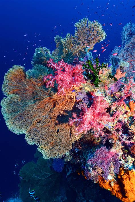 Sylvia Earle Every Time I Go Into The Water I See Things I Ve Never Seen Before Cnn