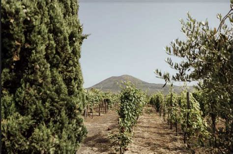 Mount Vesuvius Weinbergstour Mit Weinverkostung Und Mittagessen