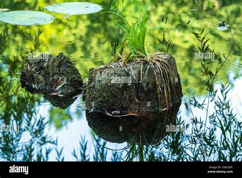 Landscape With Stumps And Water Surface Stock Photo Alamy