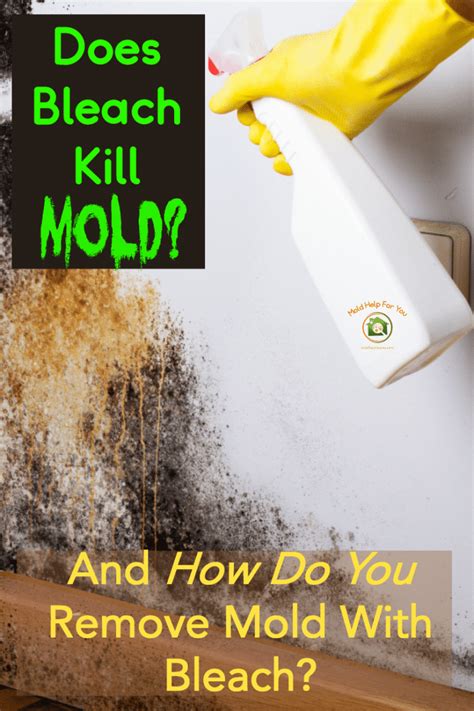 Does Bleach Kill Mold Mold Help For You