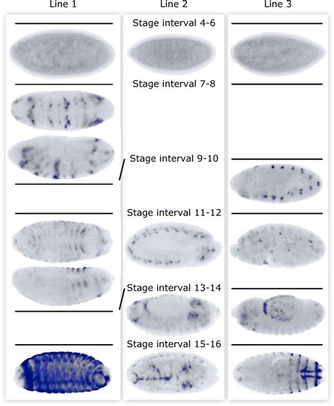 Figure 4 From Drosophila Embryo Stage Annotation Using Label Propagation Semantic Scholar