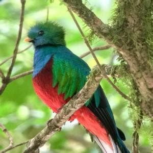 Bird Watching Tour Monteverde Costa Rica In Monteverde Costa Rica