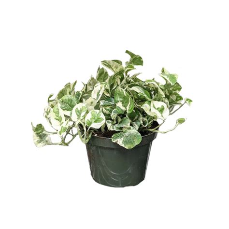 Pothos N Joy Plant Jungle
