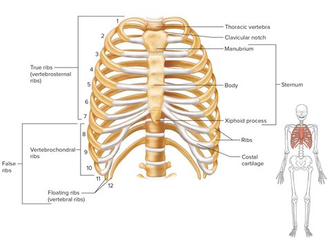 Rib Cage Model Diagram Quizlet