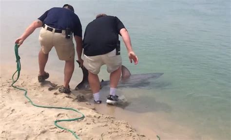 Great White SHARK Washed Up On Cape Cod Beach That Had To Be Rescued