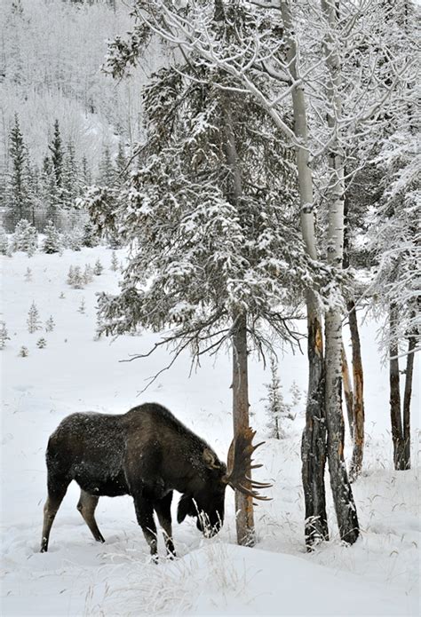 Yukon Wildlife on Behance