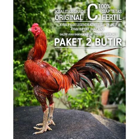 Jual Ayam Bangkok Asli Telur Super Paket 2 Butir Pama Birma Pakhoy