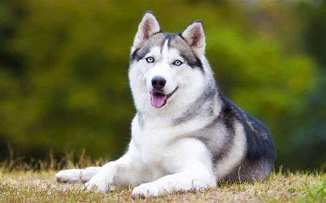 Top 10 Dog Breeds Known For Their Mischievous Behavior