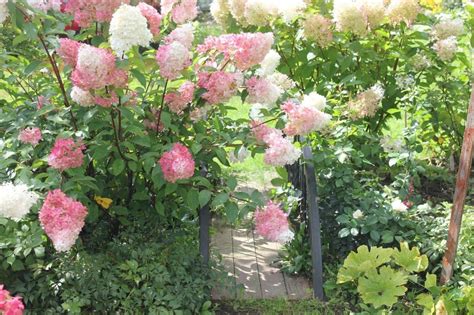 Гортензия Ванилла Фрайз (74 фото) - фото - картинки и рисунки: скачать ...