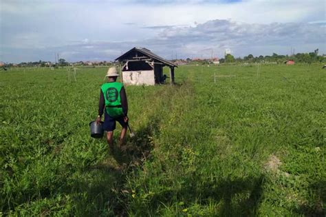 Lima Tahun Lahan Pertanian Di Denpasar Menyusut Ratusan Hektar