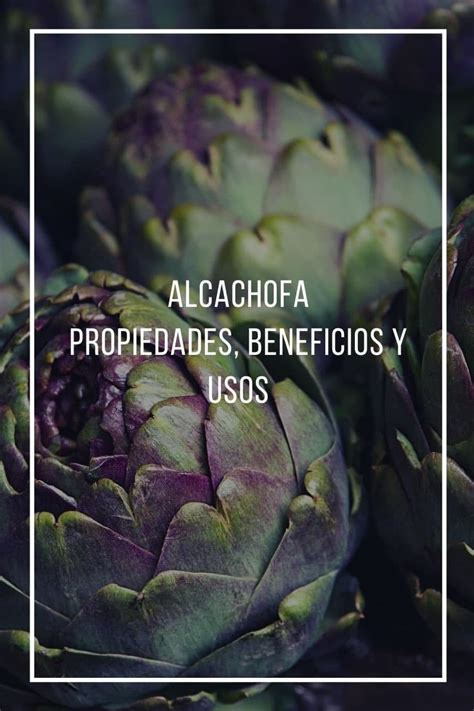 Propiedades Beneficios Y Usos De La Alcachofa