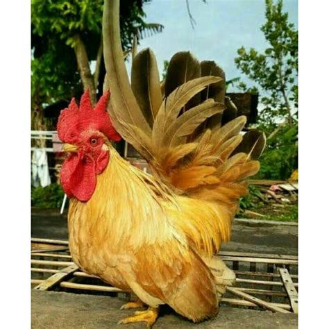 Jual Ayam Hias Kate Asli Harga Perekor Shopee Indonesia