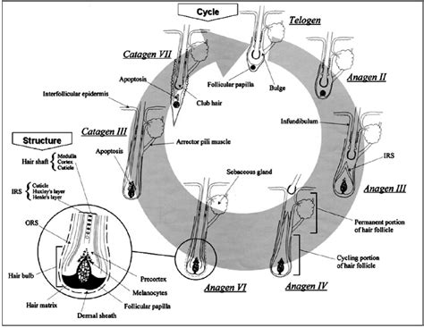 Structure And Cycle Of Hair Follicle Download Scientific Diagram