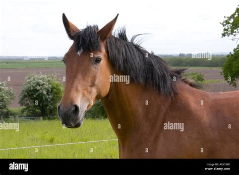 Half-length unbridled horse portrait Stock Photo - Alamy