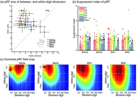 The pRF configurations in each ROI. (a) The pRF sizes of between-and ...
